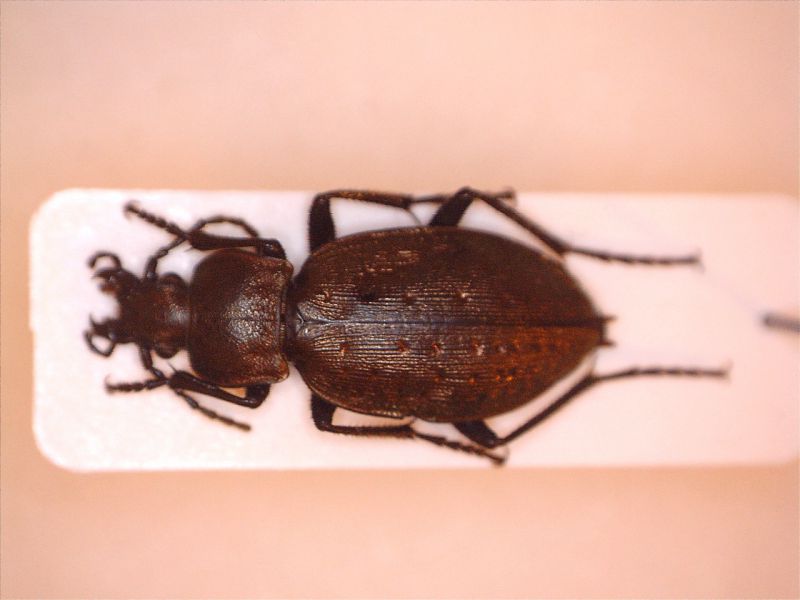 orinocarabus 2.jpg