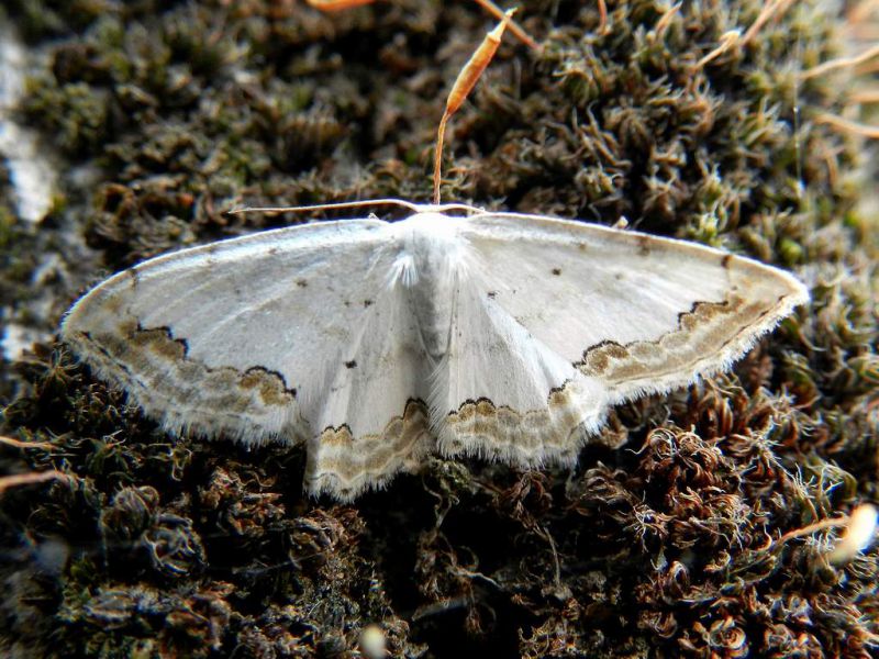 Scopula (Scopula) ornata (Scopoli, 1763) SME Sud 20 X 2021 DSCN1247.JPG