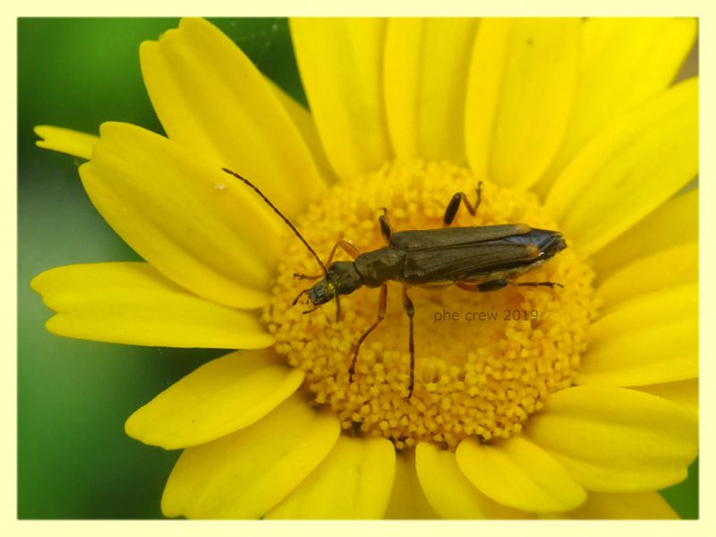 prob. Oedemera barbara - Anzio 8.6.2019 - (2).JPG