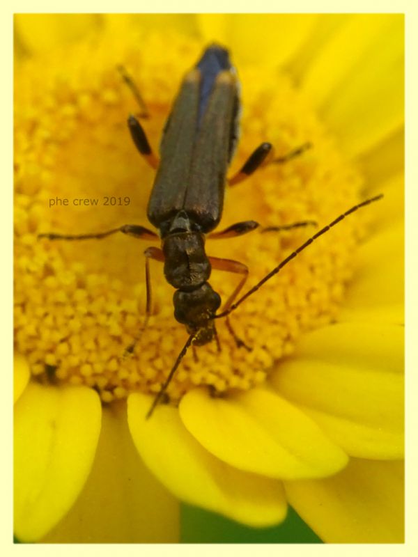 prob. Oedemera barbara - Anzio 8.6.2019 - (4).JPG