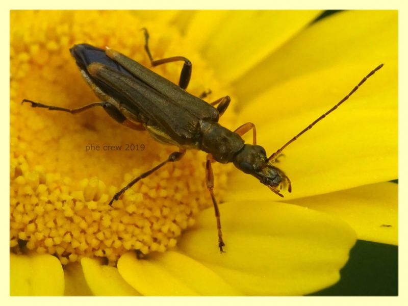 prob. Oedemera barbara - Anzio 8.6.2019 - (8).JPG