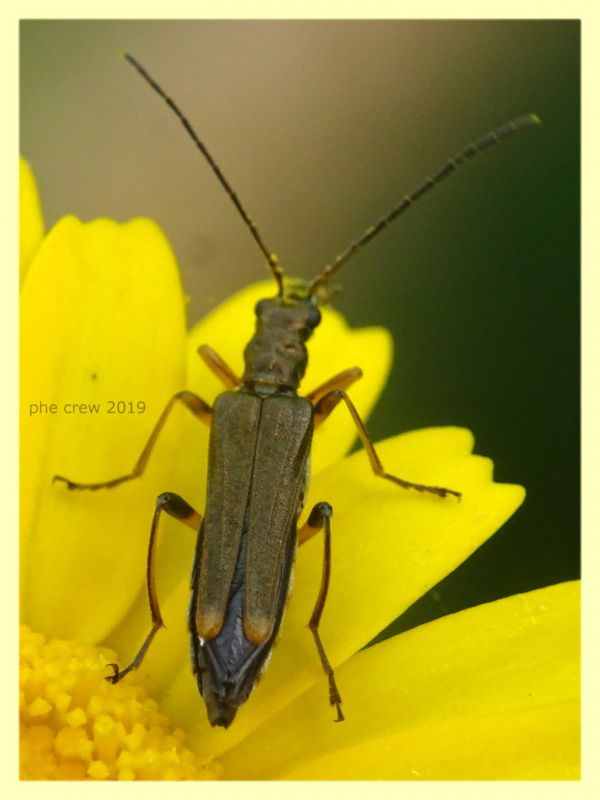 prob. Oedemera barbara - Anzio 8.6.2019 - (12).JPG