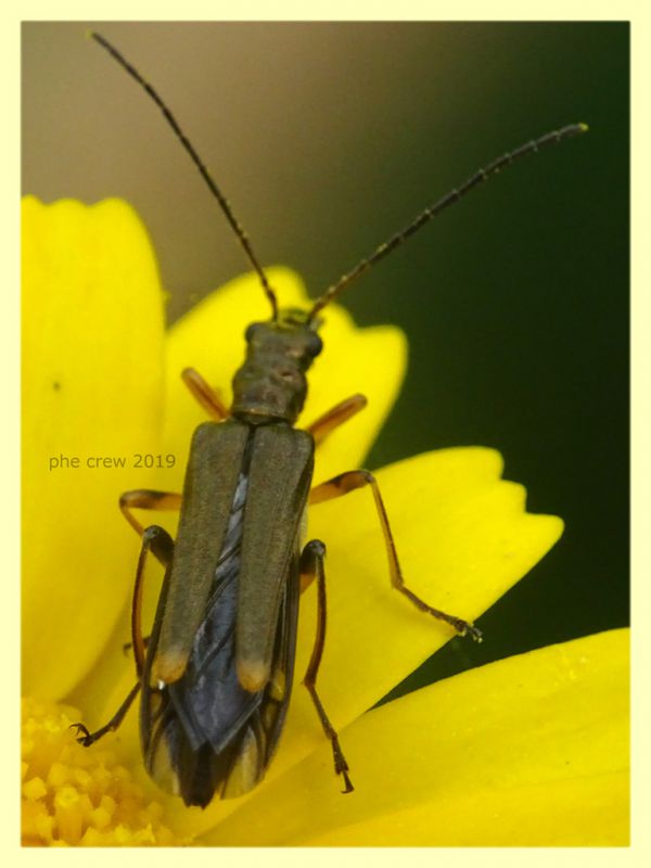 prob. Oedemera barbara - Anzio 8.6.2019 - (11).JPG