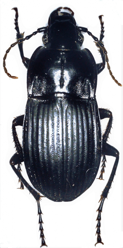 Abax carinatus2.png