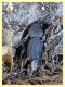 tenebrionidae - Roma Tuscolana - 18.6.2019 - (1).JPG