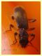 prob. Opilo mollis - 8 mm - Anzio 7.8.2019 - (6).JPG
