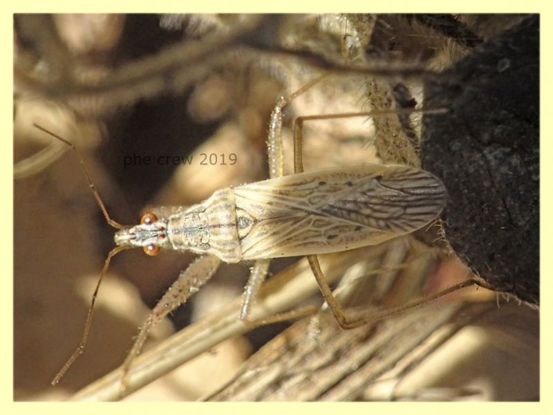 probabile Nabis ferus 6 mm - Anzio 21.9.2019 - (2).JPG