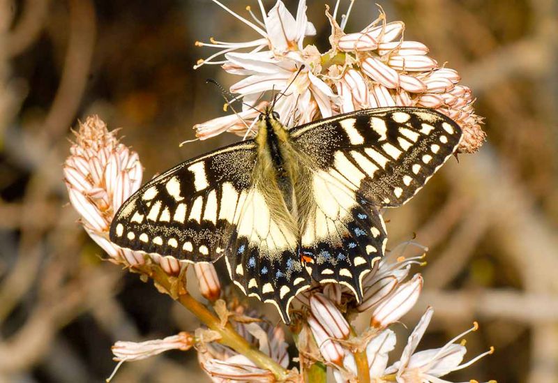 Papilio hospiton su asfodelo.jpg