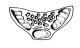fig.07 pseudodichroa.jpg