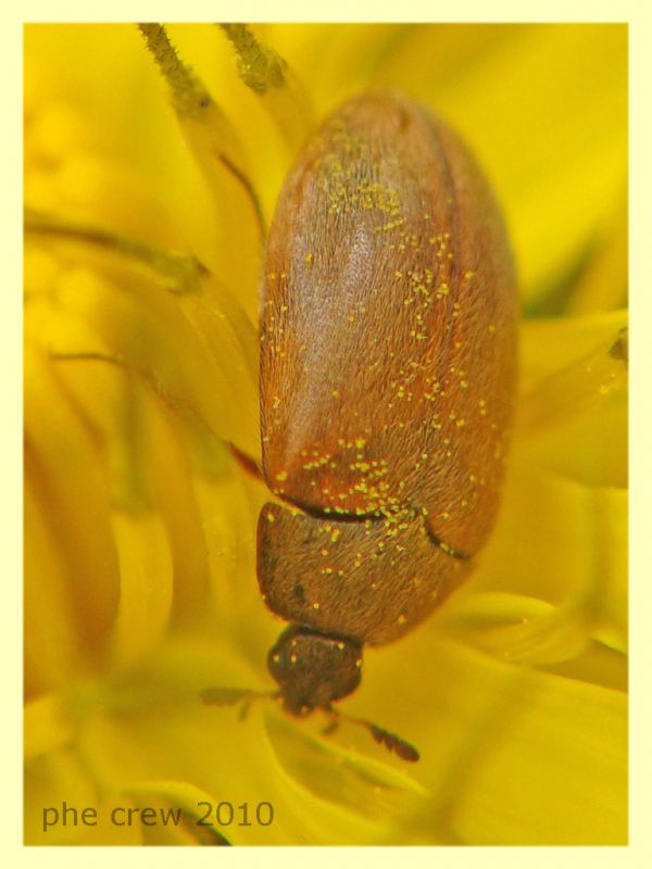 Byturus sp. - Portuense RM - 18.4.2010 - (1).JPG