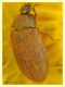 Byturus sp. - Portuense RM - 18.4.2010 - (2).JPG
