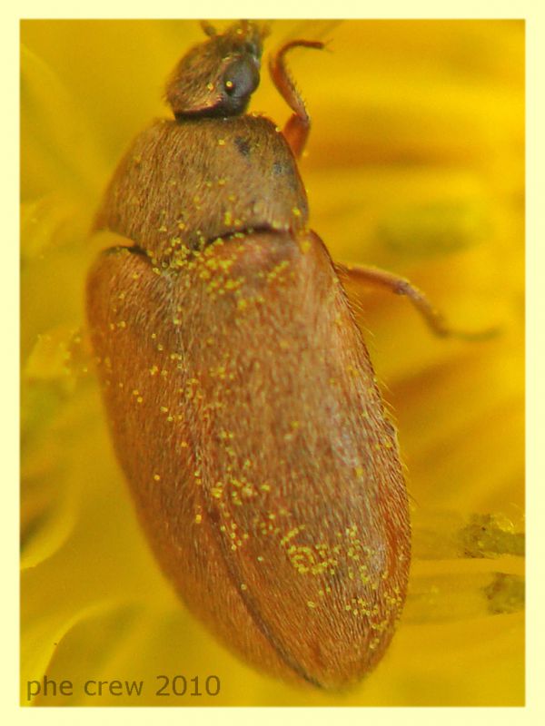 Byturus sp. - Portuense RM - 18.4.2010 - (2).JPG