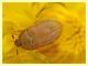 Byturus sp. - Portuense RM - 18.4.2010 - (3).JPG