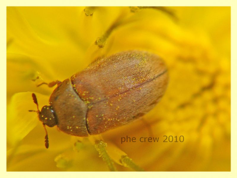 Byturus sp. - Portuense RM - 18.4.2010 - (3).JPG