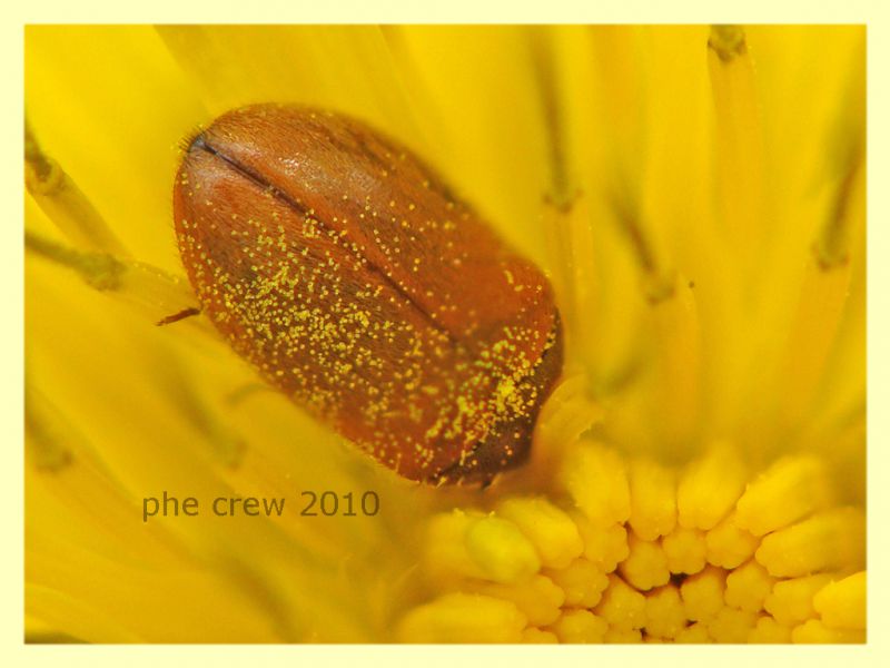 Byturus sp. - Portuense RM - 18.4.2010 - (5).JPG