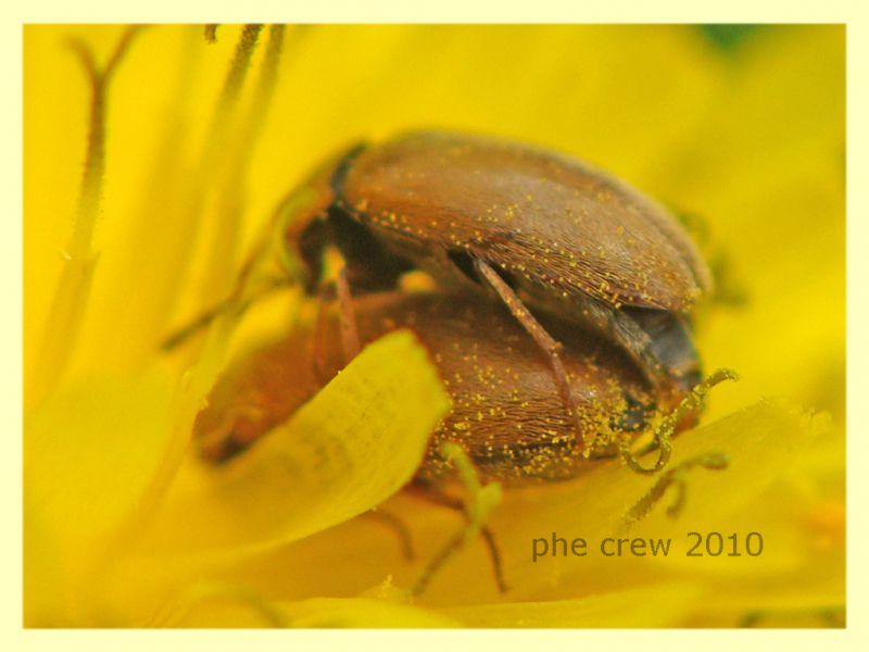 Byturus sp. - Portuense RM - 18.4.2010 - (4).JPG