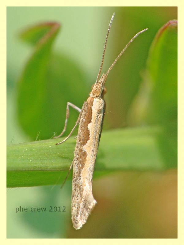 probabile Plutella xylostella - Anzio 25.3.2012 - (1).JPG