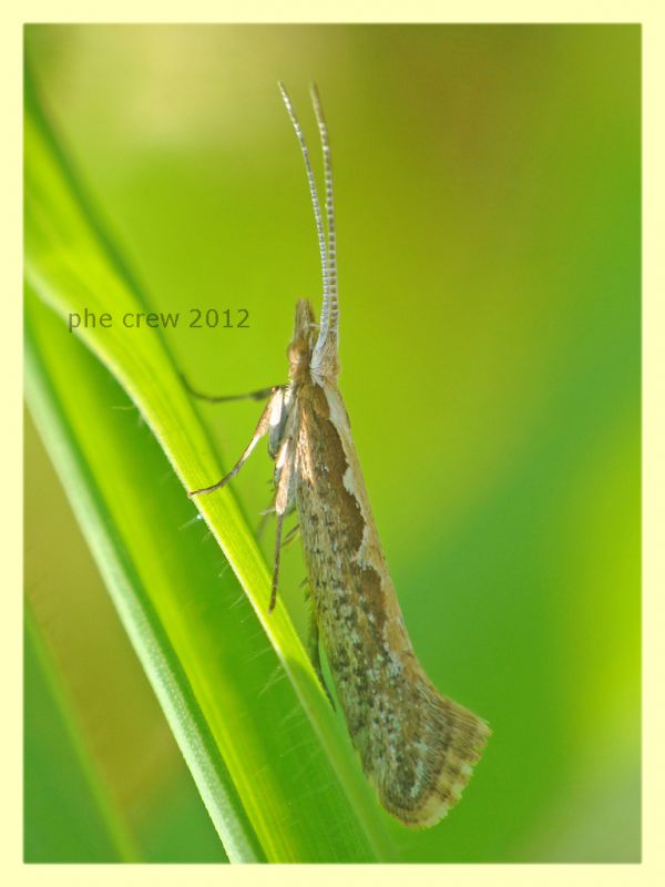 probabile Plutella xylostella - Anzio 25.3.2012 - (2).JPG