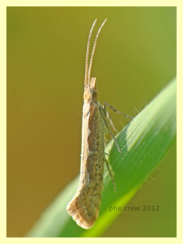 probabile Plutella xylostella - Anzio 25.3.2012 - (3).JPG