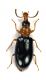 Comb3423cr-25zL3.jpg