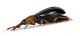 Comb3424cr-41zL3.jpg