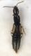 Heterothops dissimilis.jpg