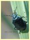 probabile Zicrona caerulea - Anzio 10.9.2019 - (4).JPG
