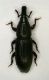 XiloCurculio02.jpg