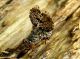 Callopistromyia annulipes S. Nicolò 8.X.2015 089.JPG