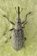 1 stenopterapion intermedium apionidae baronessa.jpg