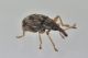 3 taeniapion urticarium apionidae baronessa.jpg