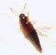 Tachyporus (Palporus) nitidulus (Fabricius, 1781).JPG