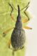 1 protapion ononidis apionidae baronessa.jpg