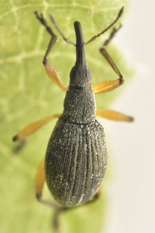 1 protapion ononidis apionidae baronessa.jpg