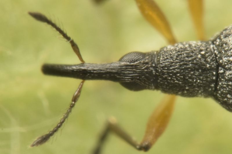 4 protapion ononidis apionidae baronessa.jpg