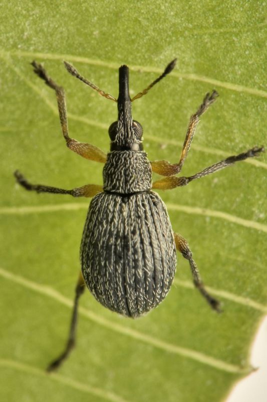 1 eutrichapion viciae apionidae monte cuneo.jpg