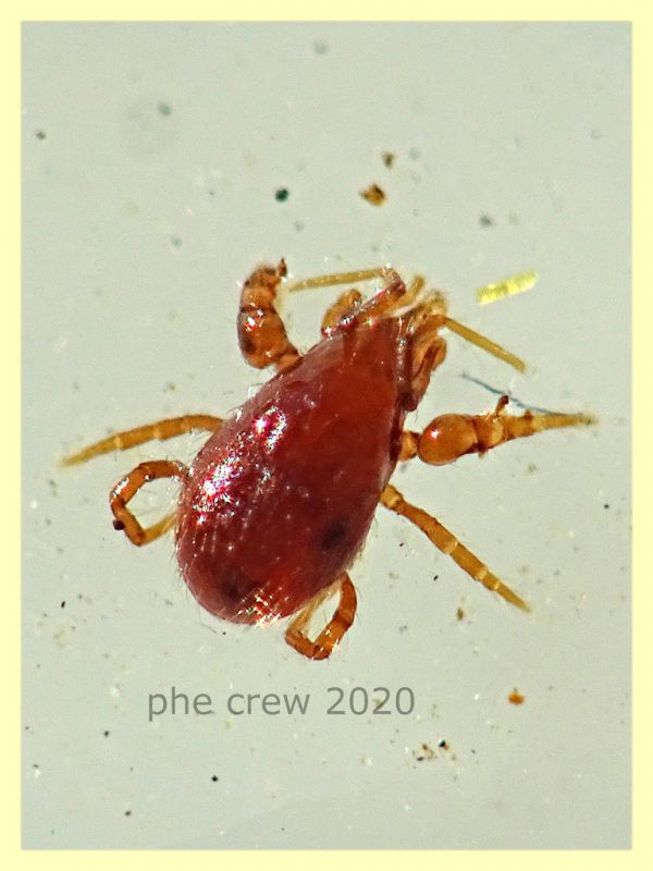 probabile Pergamasus longicornis  1,2 mm - Anzio 25.7.2020 - (1).JPG