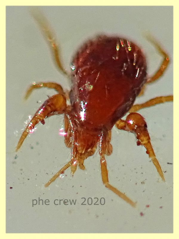 probabile Pergamasus longicornis  1,2 mm - Anzio 25.7.2020 - (3).JPG