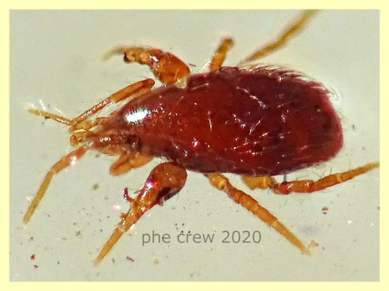 probabile Pergamasus longicornis  1,2 mm - Anzio 25.7.2020 - (2).JPG