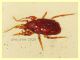 probabile Pergamasus longicornis  1,2 mm - Anzio 25.7.2020 - (4).JPG