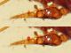 probabile Pergamasus longicornis  1,2 mm - Anzio 25.7.2020 - (8).jpg