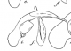 H. litigiosus.png
