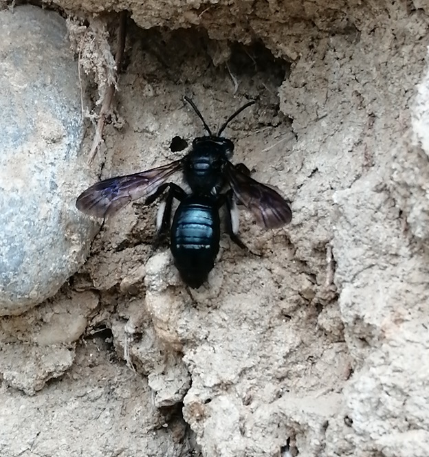 andrena agilissima leggera.jpg