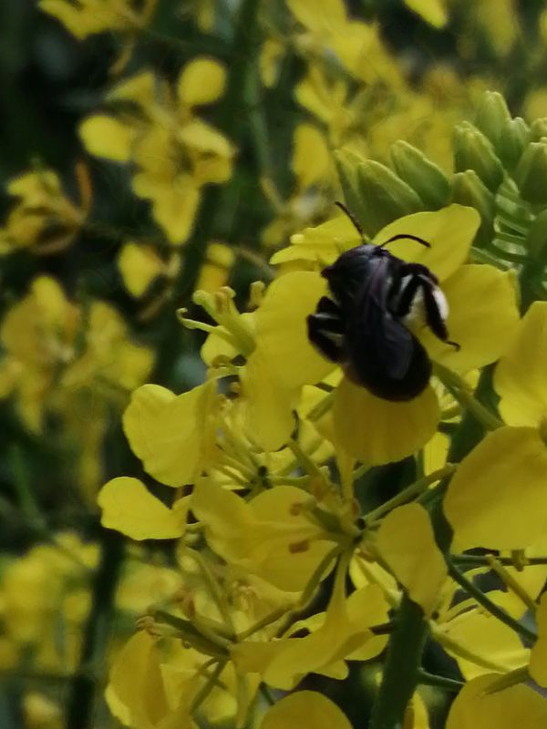 andrena agilissima su sinapis leggera.jpg