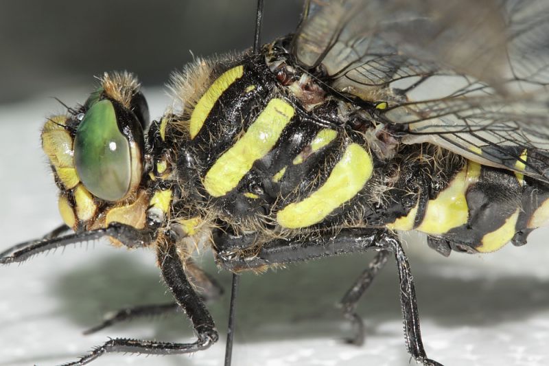 Odonata Monte Capanne4.JPG