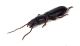 Comb3466cr-46zL6.jpg