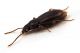 Comb3247-81zL6cr.jpg