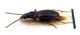 Comb3249-53zL6cr.jpg