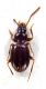 Comb3257-27zL3cr.jpg