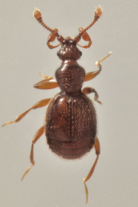 1 tychobythinus sp staphylinidae pselaphinae baronessa.jpg